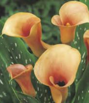 'Pink Sunburst' III-V 6-8 60-80