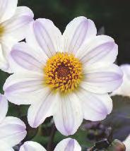 5-7 50 165C Dahlia Mingus