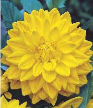 165D 5-7 Dahlia Nenekazi