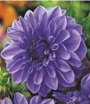 'Fascination' 5-7 50 166C