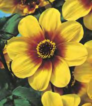 Wuzzy 5-7 50 165B Dahlia