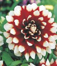 DAHLIA - Dekoracyjna "1" I