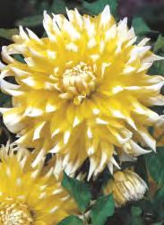 50-120 Dahlia White