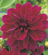 Dahlia Thomas Edison 'Thomas