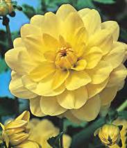 170C 170D 170E -120 Dahlia