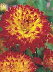 5-7 50 Dahlia Garden Wonder
