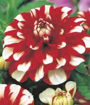 Dahlia Akita 'Akita' 50