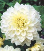 Prix' 5-7 50 DAHLIA -