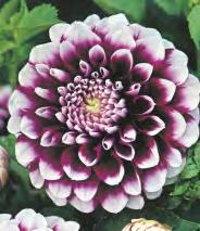 SHOWBOX 171 5-7 Dahlia