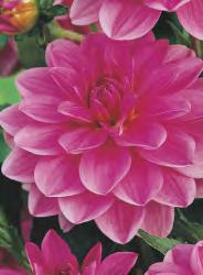 171C 171D 171E Dahlia Mister
