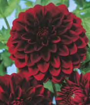 5-7 50 Dahlia Twilight Time