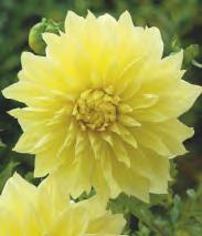 168D 168E -120 5-7 Dahlia
