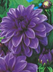 Dahlia Smokey 'Smokey'