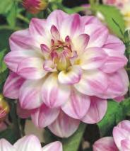 'Onesta' 50-120 DAHLIA -