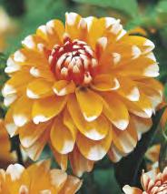 SHOWBOX 169 Dahlia Edinburgh