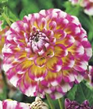 169C 169D 169E Dahlia Glorie