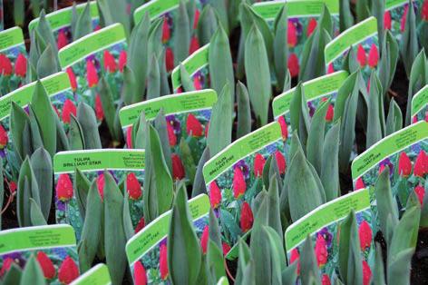 Niektórzy ogrodnicy trudniący się pędzeniem zapewniają wszystkim tulipanom doniczkowym stały 14 tygodniowy okres chłodzenia, dzięki czemu sadzą i wnoszą do szklarni w cyklu tygodniowym.