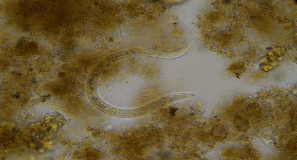 wiek osadu): 100x / 500-3000 µm 400x / 500-3000 µm