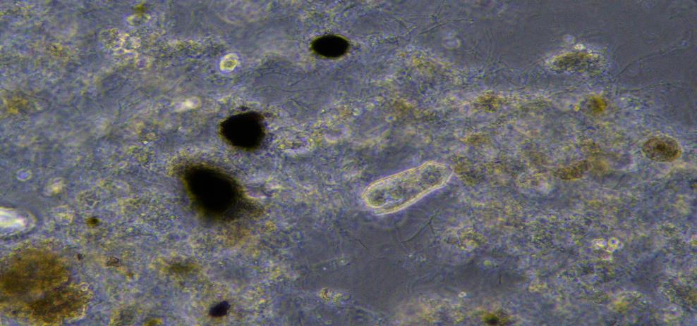 osadu): 400x / 40-70 µm 400x / 40-70 µm