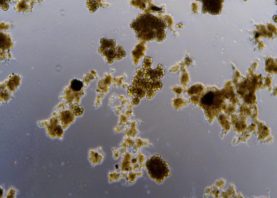 Oczyszczanie ścieków koksowniczych metodą osadu czynnego Oczyszczanie ścieków metoda osadu czynnego: ETAP I - mikrobiologiczny rozkład zanieczyszczeń ETAP II - separacja biomasy osadu czynnego Osad