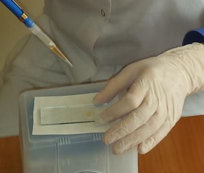 Obserwacja mikroskopowa osadu czynnego Regularne obserwacje