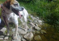 Na pewno swoją miłością odwdzięczą się za okazaną im dobroć. Nie kupuj adoptuj!