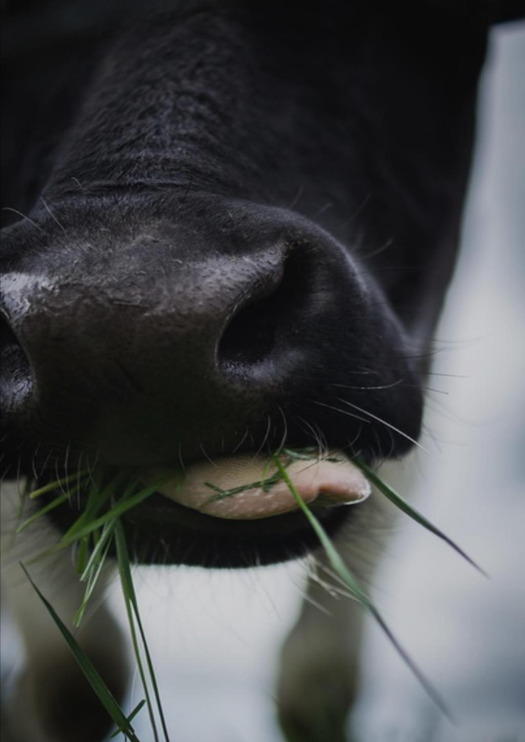 Spis treści Pogłowie Skup mleka Ceny skupu mleka Produkcja artykułów