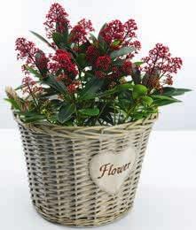- 3) Donica TEIST S29 x D29 x W44 cm 79,95 50,4) Donica