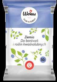 Jałowiec