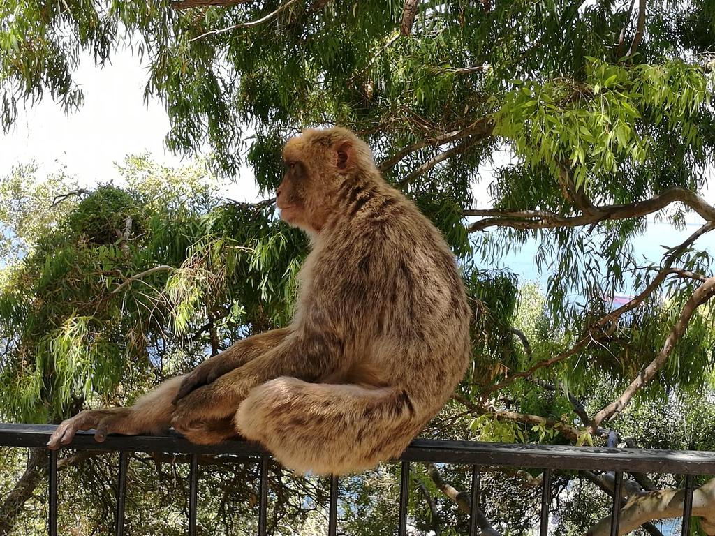 Fot. 39: Makaki to jedyne wolno żyjące małpy w Europie. Są one atrakcją turystyczną Gibraltaru.