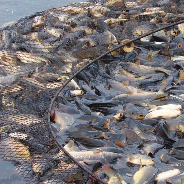 Krajowy Ośrodek Wsparcia Rolnictwa KRAJOWY