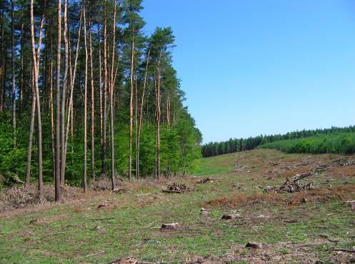 Również luki powstające po wycięciu fragmentów lasu (tzw. zręby) stwarzają warunki do wzrostu prędkości wiatru i wzmagają siłę jego uderzeń w sąsiadującą ścianę drzew (ryc. 2). Ryc. 1.