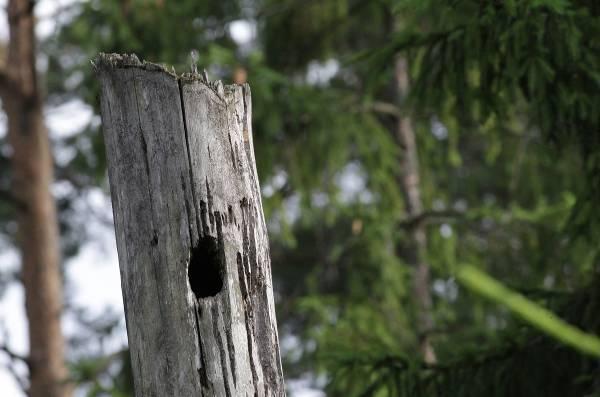 WWW.FORESTBIOLOGY.ORG Article 1(2018): 4 rzeczywiście wzrasta zagrożenie pojawami owadów kambiofagów lub wybuchem pożaru, ale to zwiększenie ryzyka jest krótkotrwałe.