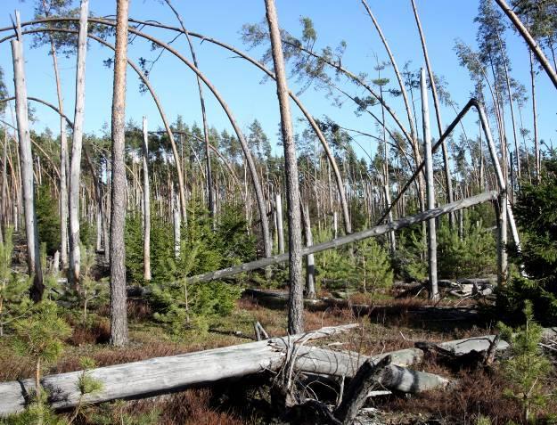 WWW.FORESTBIOLOGY.ORG Article 1(2018): 5 Dysponujemy zatem wieloma empirycznymi dowodami, że las potrafi regenerować się sam.