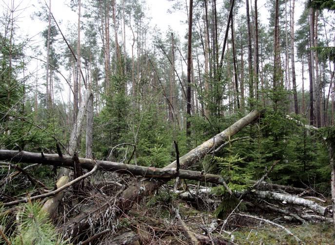 (zróżnicowanych wiekowo i wysokościowo) i zastąpienie ich jednowiekowymi sadzonkami tej samej wysokości i zwykle jednego tylko gatunku.