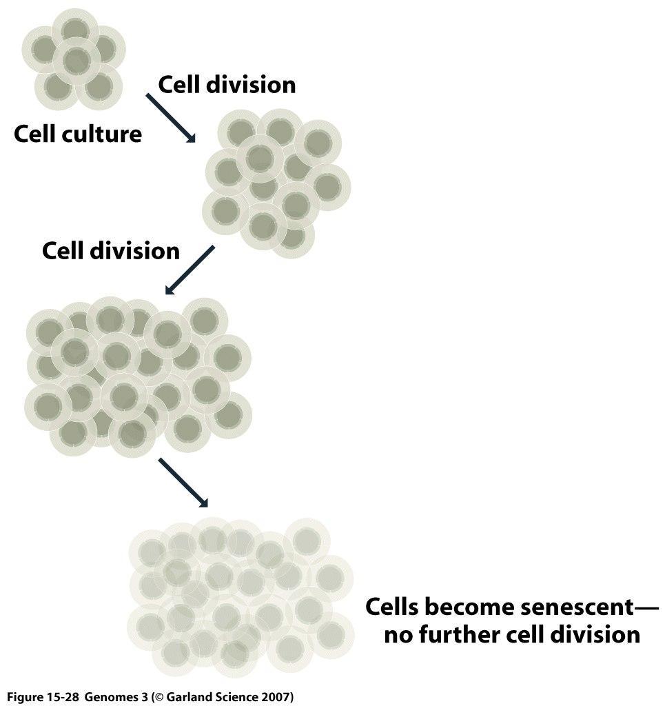 3) Telomery a starzenie się komórek Telomeraza jest aktywna w komórkach linii generatywnej i komórkach progenitorowych (stem cells).