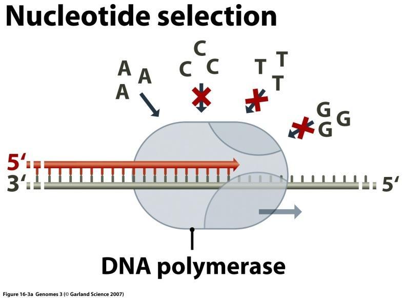 4) Naprawa DNA przy jego syntezie Polimeraza DNA działa tak by nie popełniać błędów.