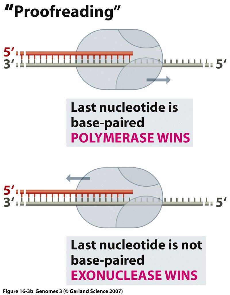 4) Naprawa DNA przy jego syntezie Jeśli polimeraza DNA się pomyli, to potrafi sama naprawić swój błąd ponieważ jest