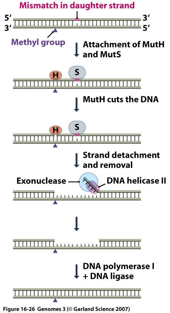 4) Naprawa DNA tuż po jego syntezie mismatch repair naprawa niedopasowań U bakterii dwa białka, MutH i MutS, skanują DNA.