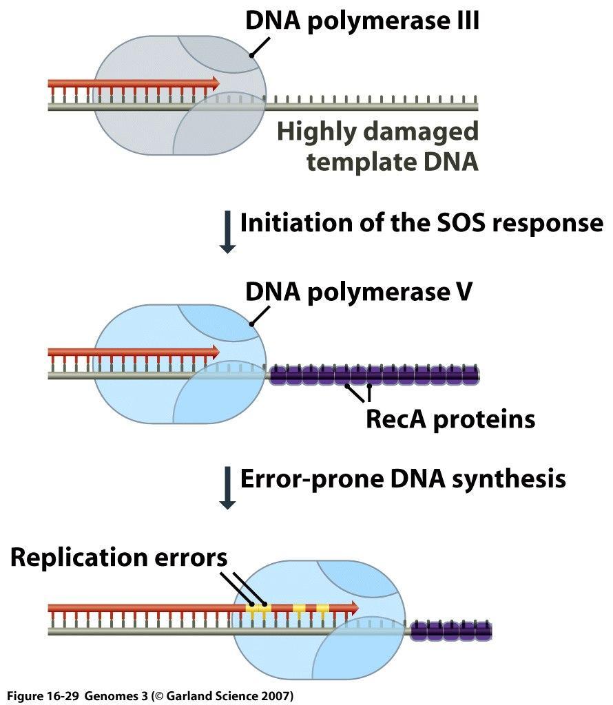 6) Naprawa DNA bakteryjny system SOS Gdy w czasie replikacji normalna polimeraza III natrafi na zbyt uszkodzone DNA nie może posuwać się dalej.