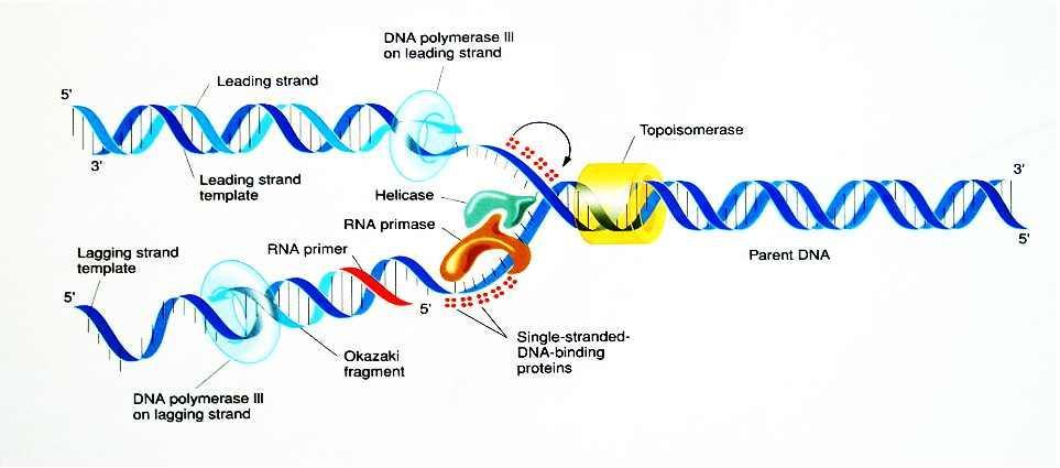 1) Replikacja DNA - helikaza rozdziela starą podwójną nić DNA - polimeraza DNA dokłada komplementarne zasady do starej nici DNA -