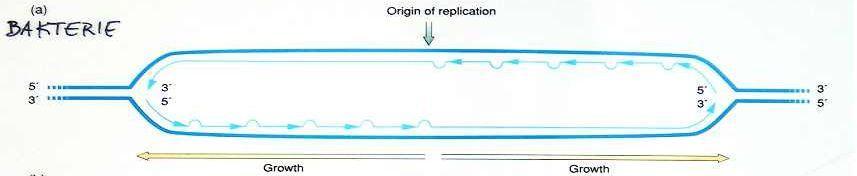 2) Replikacja chromosomu bakteryjnego - chromosomy bakterii (a także