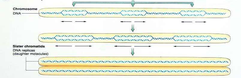 2) Replikacja chromosomu eukariotycznego U organizmów