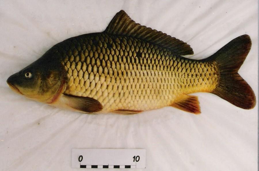 Karp dziki