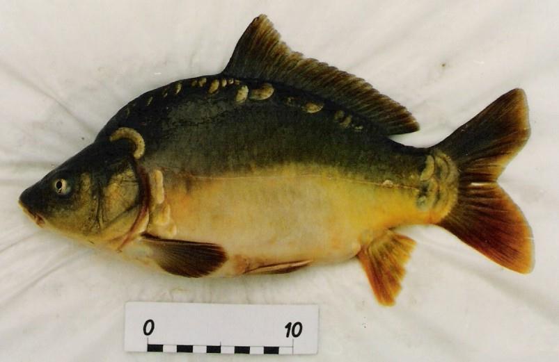 Karp