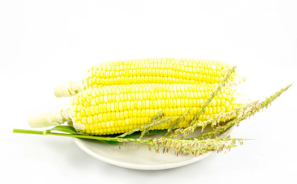 PRODUKCJA ROŚLINNA NUMER 27 Na ziarno czy kiszonkę wybór odmiany a plon Kukurydza odgrywa bardzo dużą rolę w polskim rolnictwie.