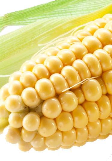 Głownia kukurydzy jest choroba występującą nie- zbyt często, nie wytwarza mikotoksyn, ale w większym nasileniu ogranicza plon ziarna i szonki.