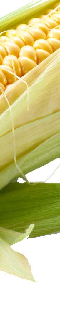 Dodatkowym źródłem odmian kukurydzy do uprawy, są odmiany zarejestrowane w innych krajach Unii