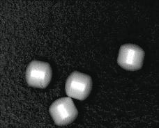 Wyniki a) b) Rycina 59. Zdjęcia mikroskopowe powleczonych MT2.0 (a) oraz P0.