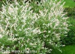 Spiraea japonica Genpei - Tawuła japońska Genpei Zwarty i gęsty krzew o interesujących różnokolorowych kwiatach. Pokrój zaokrąglony.